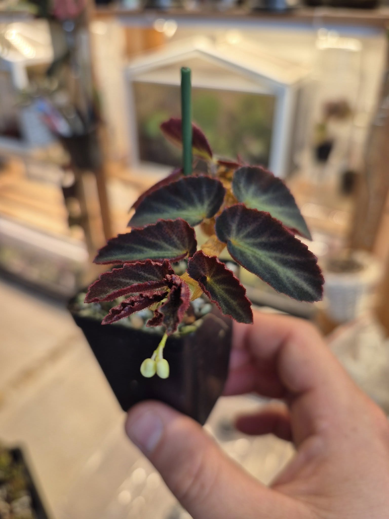 Begonia thelmae